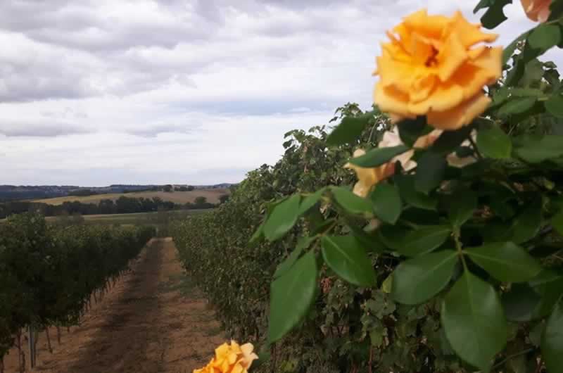 Vineyard